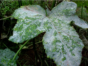 uploads/images/disease/powdery mildew of okra_result.png